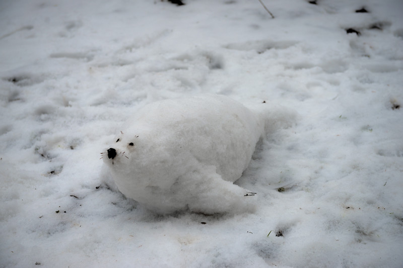 Снеговик тюлень