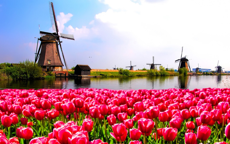 «Тюльпановая лихорадка» в Голландии