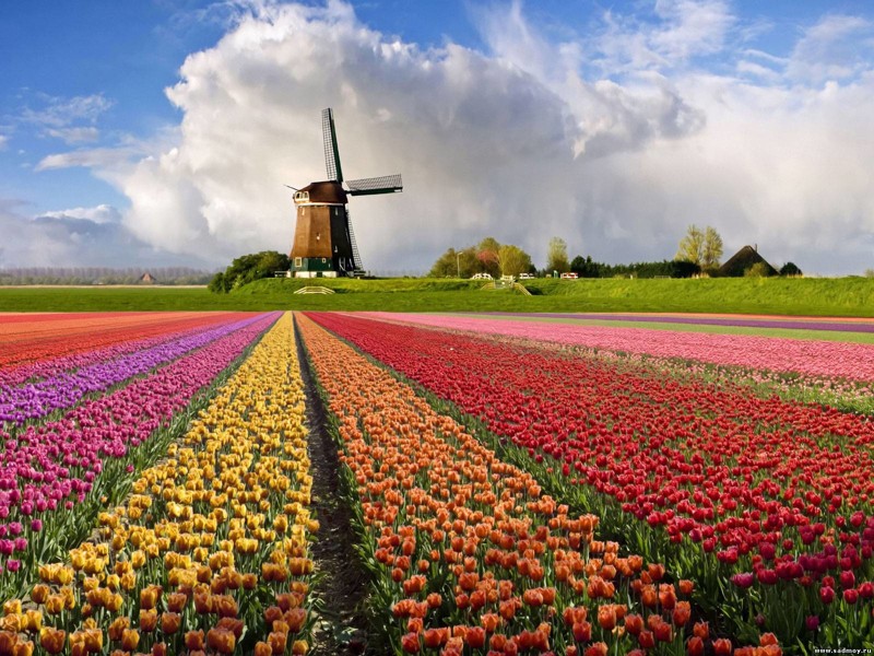 «Тюльпановая лихорадка» в Голландии