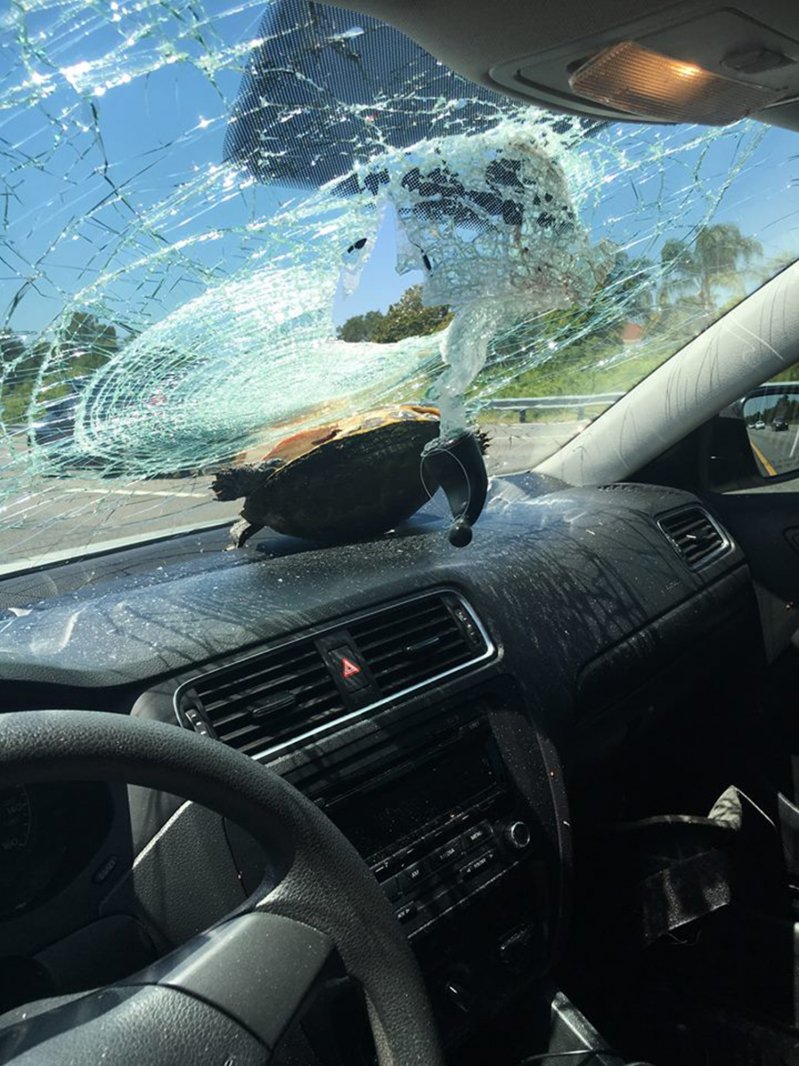 Черепаха прилетела в лобовое стекло автомобиля