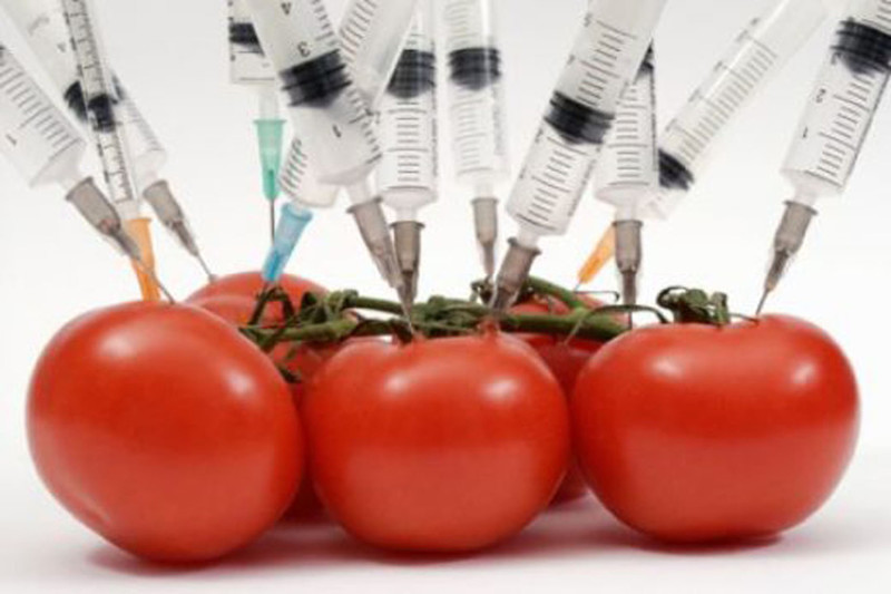 Исследование влияния ГМО на человека