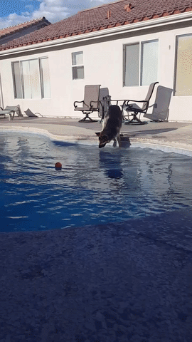 Шарик достать хочется, но в воду идти страшно