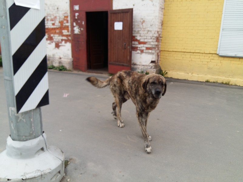 Возвращаясь сегодня домой (в любимый город Псков), встретил ОГРОМНОГО местного  пса 