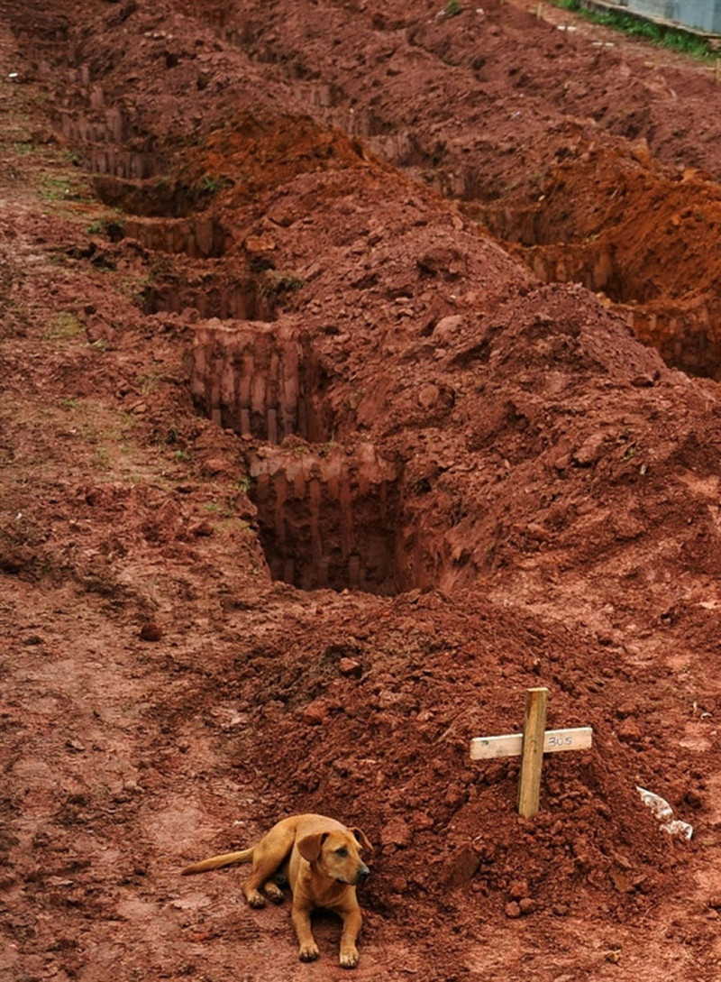 Собака по кличке Леау сидит второй день подряд на могиле своего хозяина, который умер от обрушившихся на Рио-де-Жанейро оползней в 2011 году.