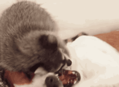 Gif Зарплаты Не Будет