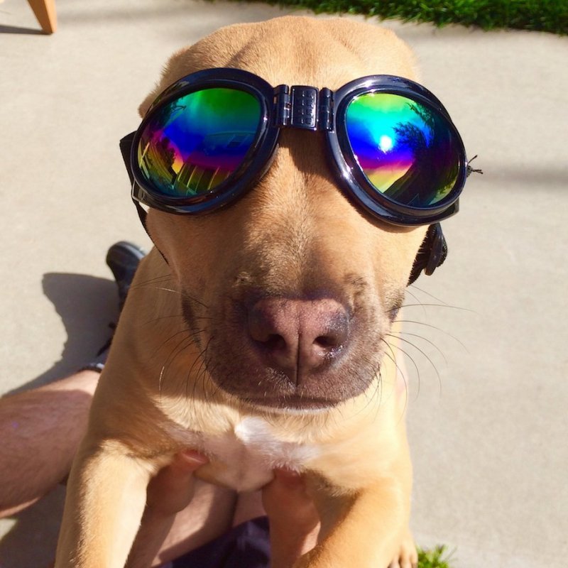 Собака в защитных очках 