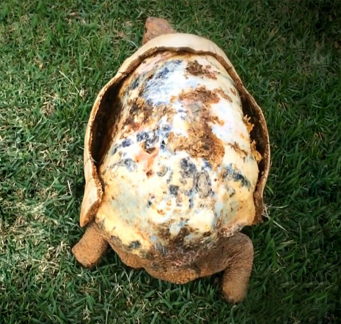 Травмированная черепаха получила первый в мире панцирь