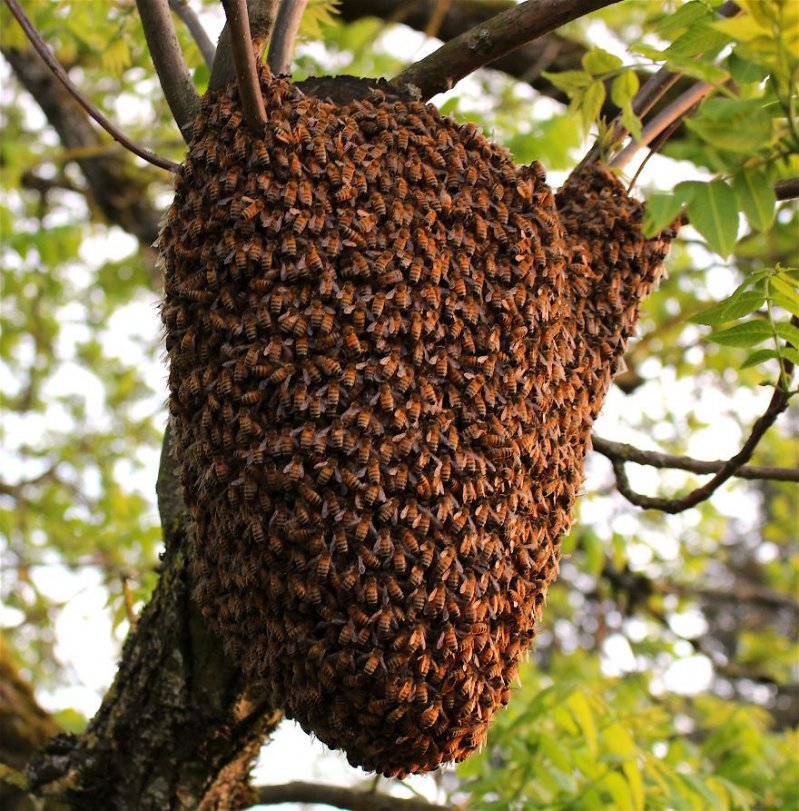 пчелиный улей фото