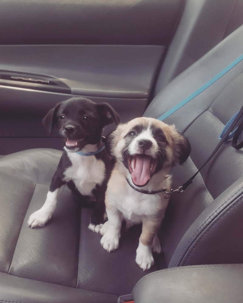 Счастливые щенки 