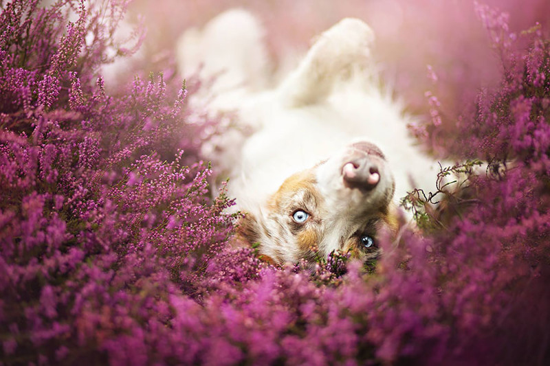 Польский фотограф делает самые красивые фотографии собак в мире
