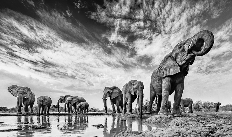 17. Слоны в Ботсване