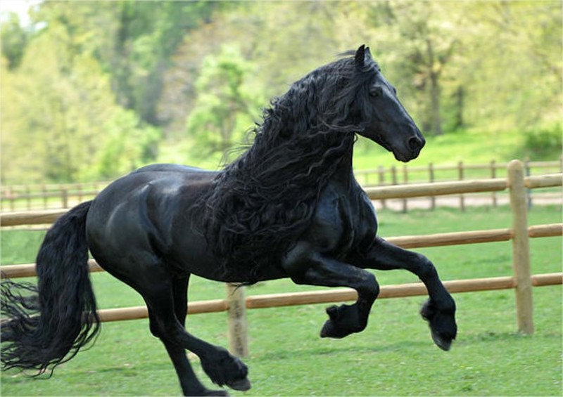 Фредерик Великий — самый красивый конь в мире, чья роскошная грива сводит людей с ума 