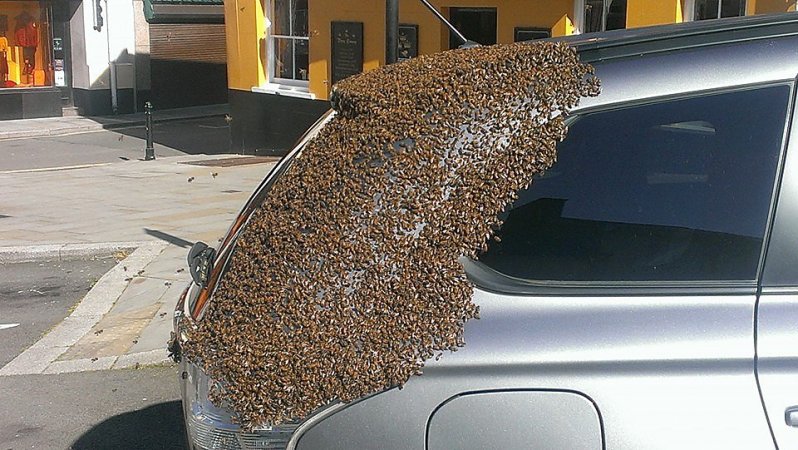 Рой пчёл два дня преследовал автомобиль, хозяин машины с трудом избавился от них
