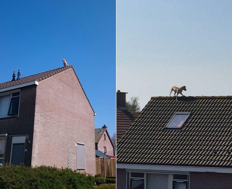 Собака на крыше