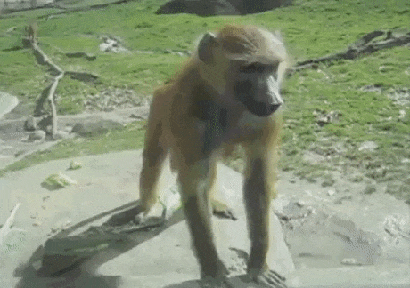 Что о нас думают обезьяны в зоопраках