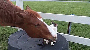 "Любой, кто знает, что такое лошадь, знает, что лошадь может убить кота одним ударом или укусом", - говорит владелец.