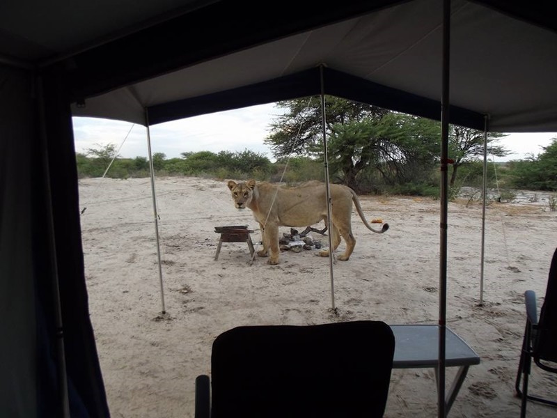 В Ботсване туристку разбудили три львицы, слизывавшие капли воды с тента 