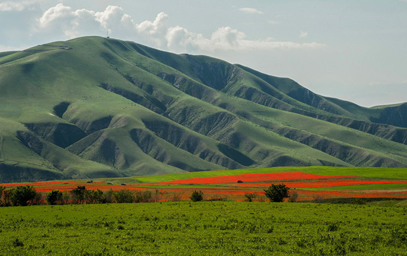 Кыргызстан это киргизия или нет. Чуйская Долина Бишкек. Маковые поля Чуйская Долина. Маковые поля Кыргызстана. Долина маков в Киргизии.