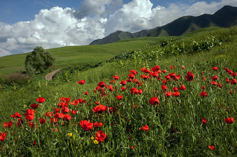 12. Вот такой он — аленький цветочек Кыргызстана