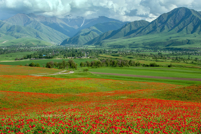6. В Кыргызстане распространено около 70 видов этого цветка