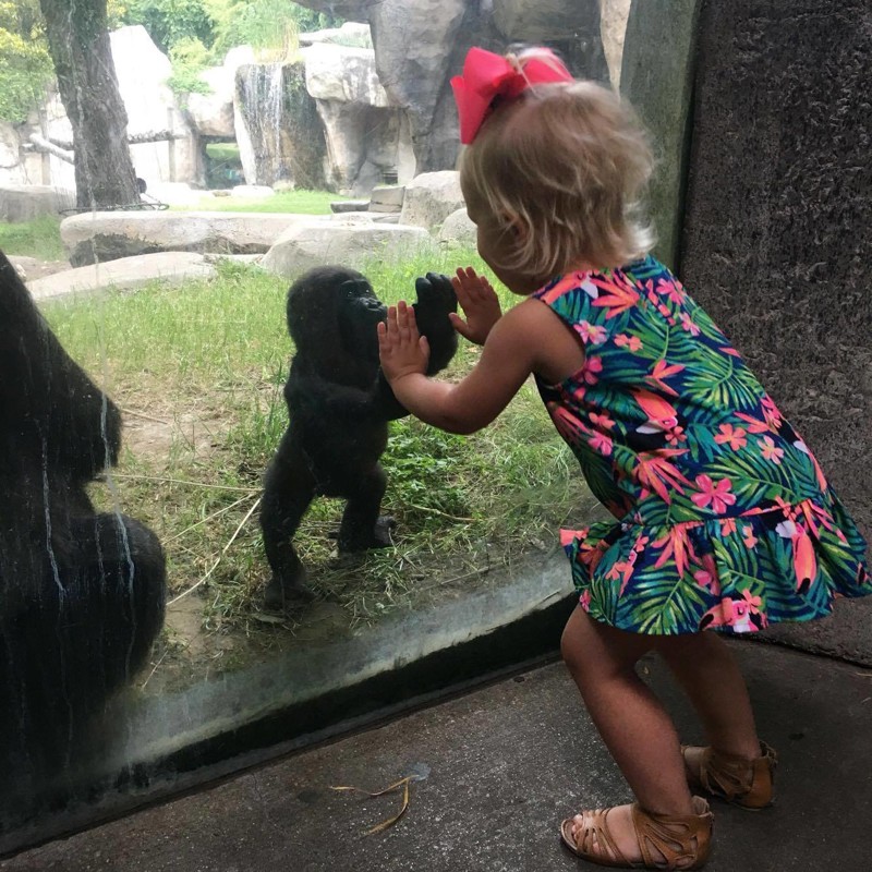 Фото детеныша гориллы и маленькой девочки разошлось по соцсетям
