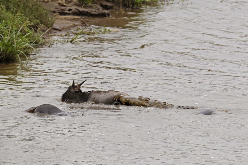 Добрый бегемот спас антилопу гну от смерти в пасти крокодила 