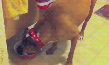 Пока старший не видит