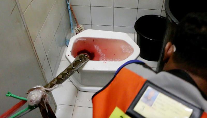 На жителя Бангкока в туалете напал пробравшийся в унитаз трёхметровый питон