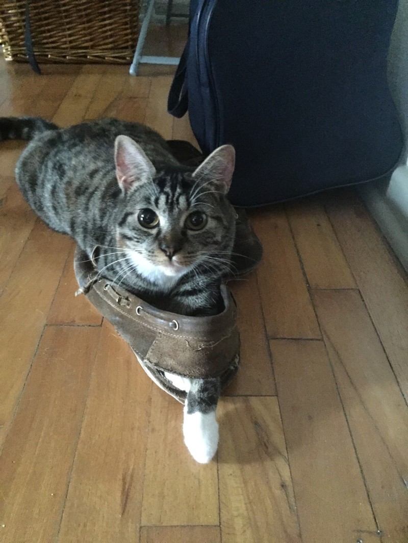 Обувь для кота