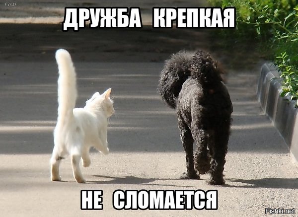Дружба крепкая картинки, поздравление днем энергетика