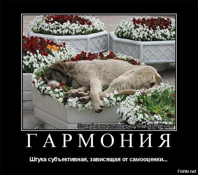 Гармония прикольные картинки