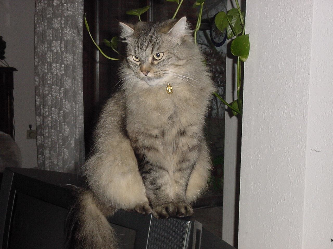 Сибирский кот вес