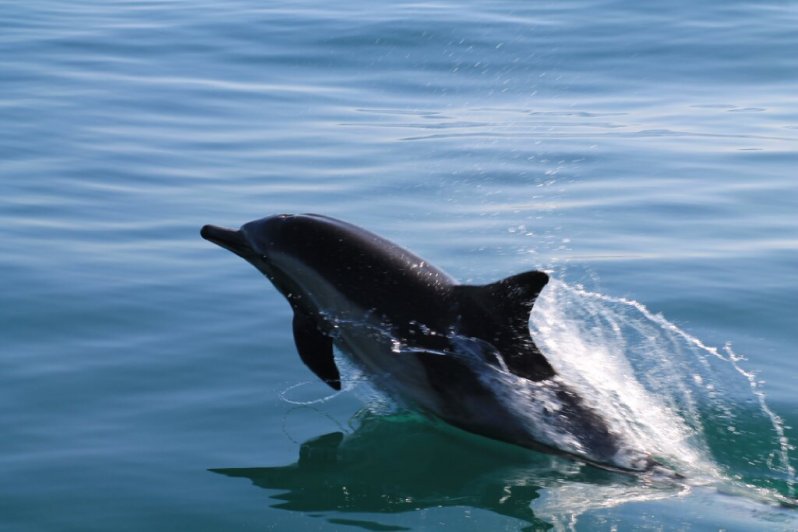Выпал шанс сфотографировать дельфина 