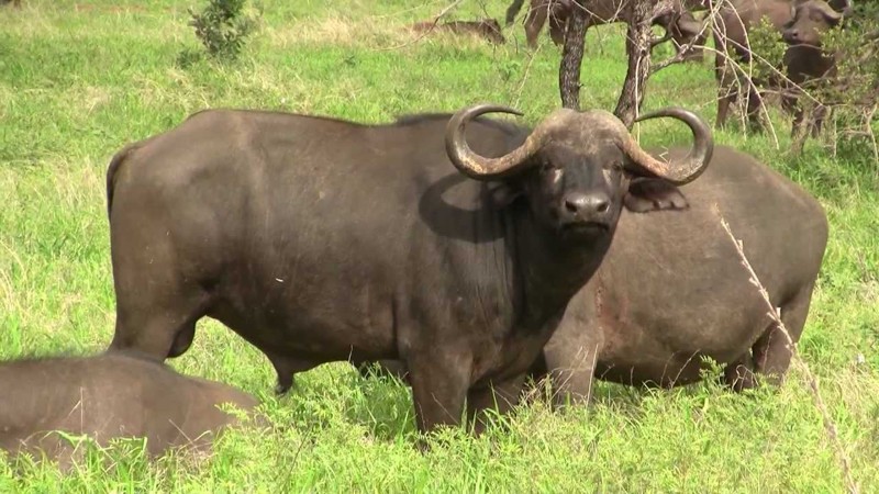 Африканский буйвол или каффрский буйвол 
