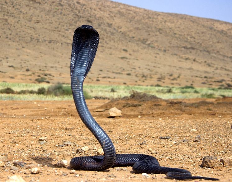 Египетская кобра — Грациозная красавица золотисто-коричневого окраса, прожи...