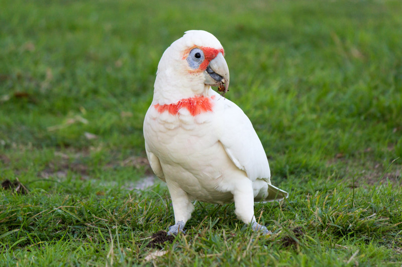 Опасная Австралия. 10 самых коварных попугаев Сиднея