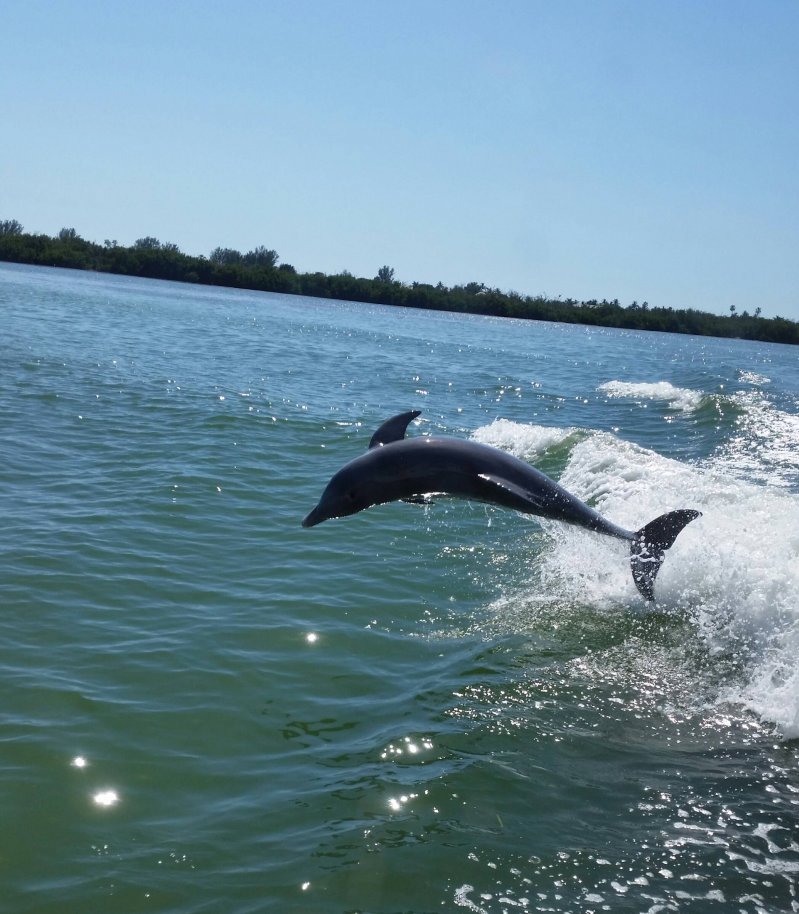 Дельфин в прыжке 