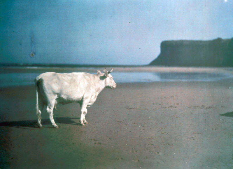 1915 год. «Корова на пляже Солтберна».