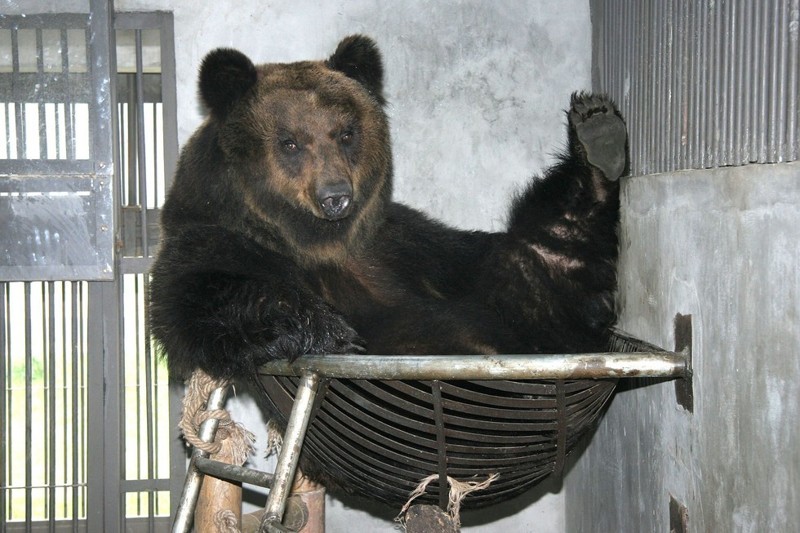Спасение медведя Цезаря из китайской фермы по производству желчи