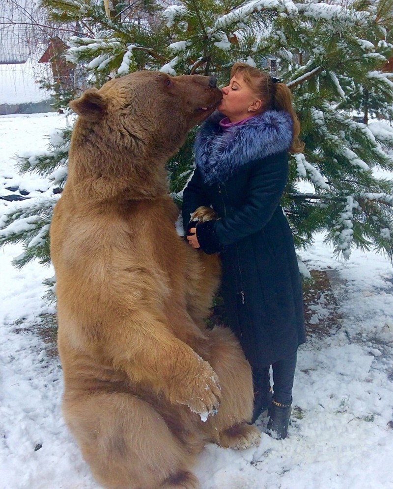 Приколы русских животных. Ручные медведи в России. Русский медведь.