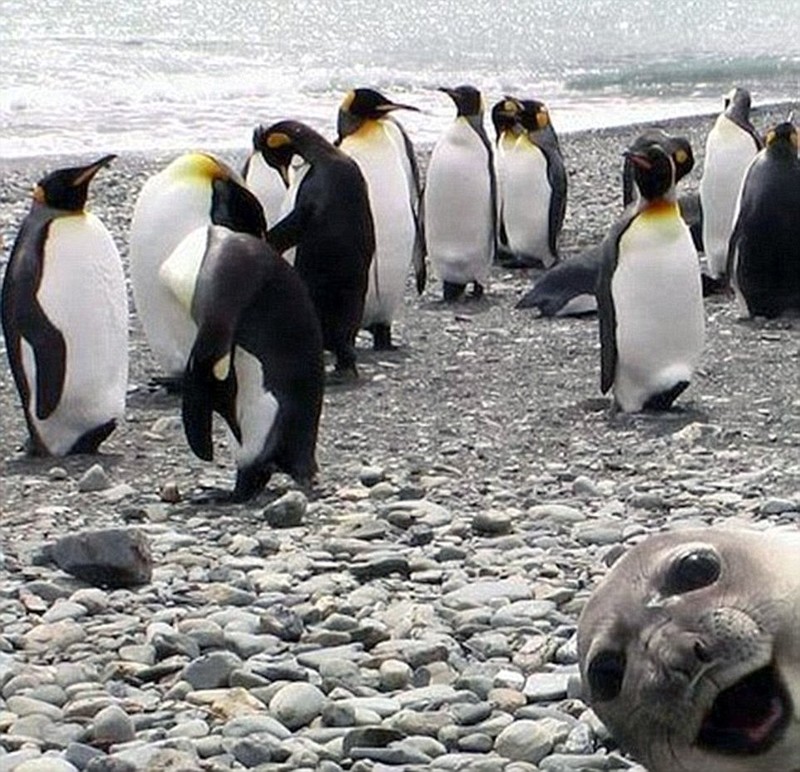 Забавнейшие фотографии животных, которые неожиданно вклинились в селфи 