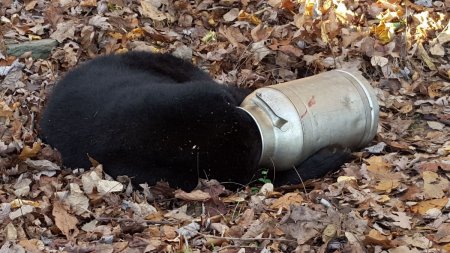 Голодный медвежонок застрял в молочном бидоне. Почти как Винни-Пух в банке с медом