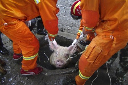 300-килограммовая свинья провалилась в канализационный колодец
