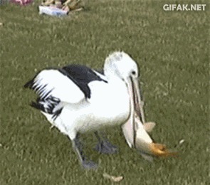 Добрый пеликан устроил рыбе аттракцион