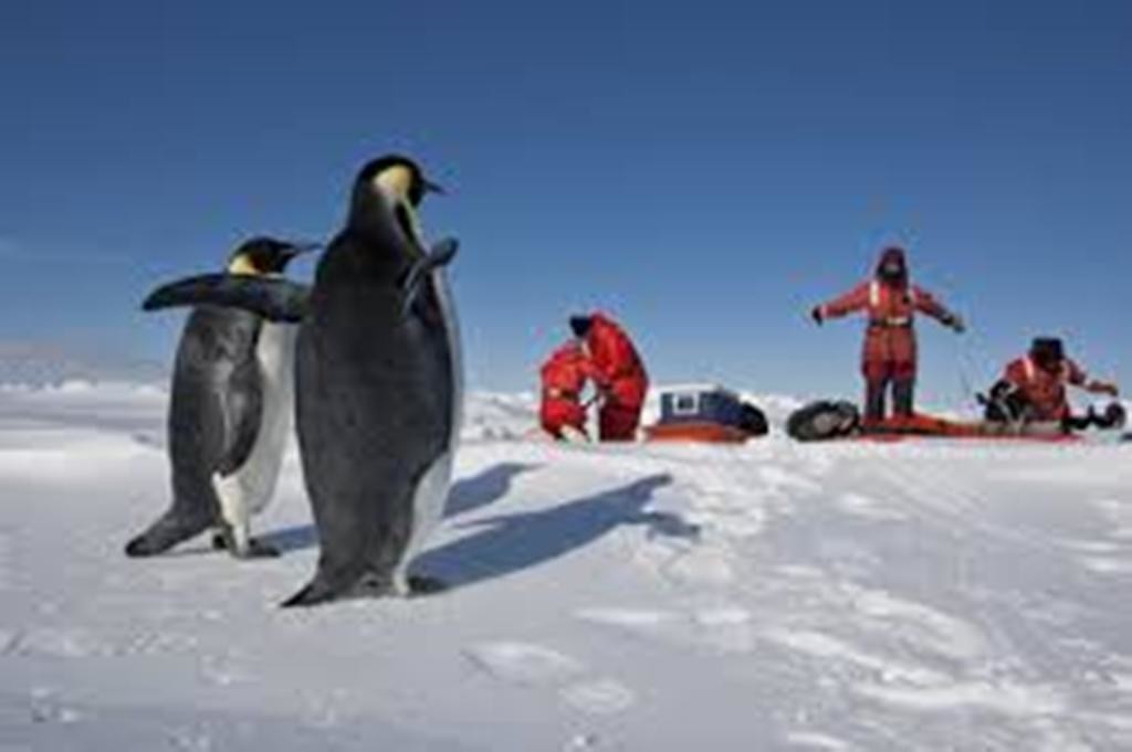 Поднимать пингвинов в антарктиде вакансии. Переворачиватель пингвинов профессия. Антарктида переворачиватель пингвинов. ПОДНИМАТЕЛЬ пингвинов в Антарктиде. Профессия переворачивать пингвинов в Антарктиде.