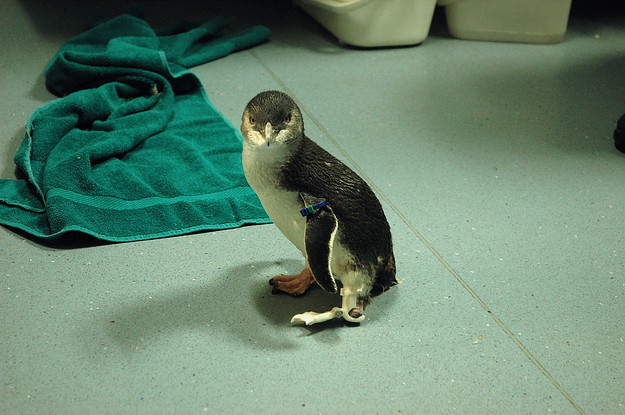 Пингвину из Новой Заландии сделали протез лапки на 3D-принтере