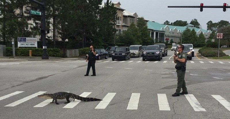 Аллигатор, соблюдающий ПДД, нашелся во Флориде