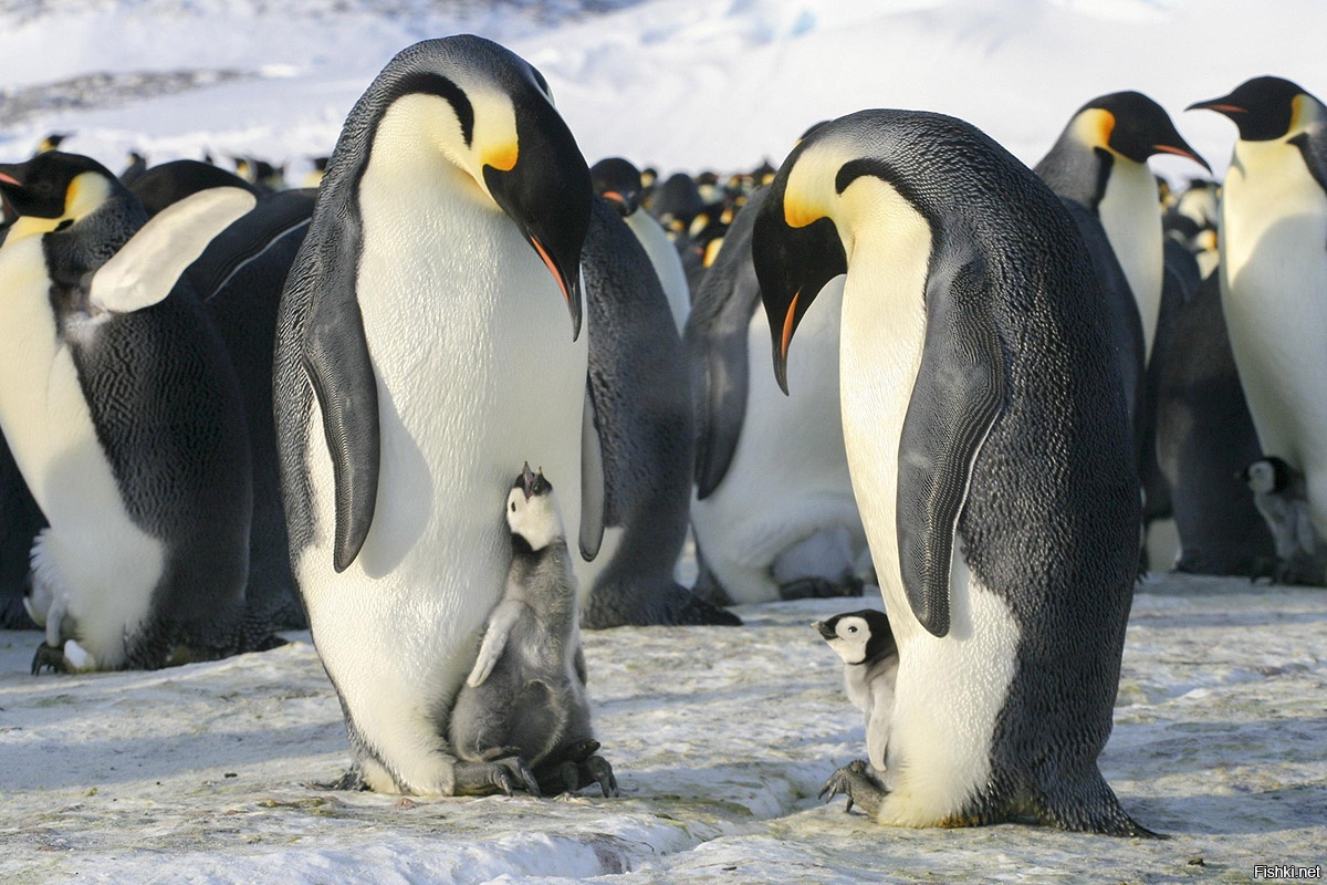 Где есть пингвины. Пингвины Королевские Императорские. Императорский Пингвин высиживает яйцо. Императорский Пингвин в Антарктиде. Императорский Пингвин и Королевский Пингвин.