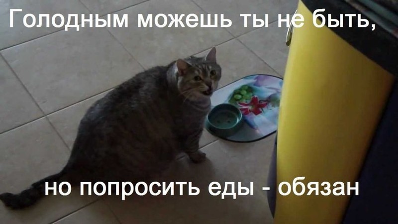 Смешные картинки про котов!