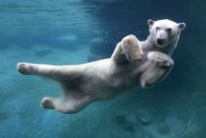 Животные Под Водой Фото